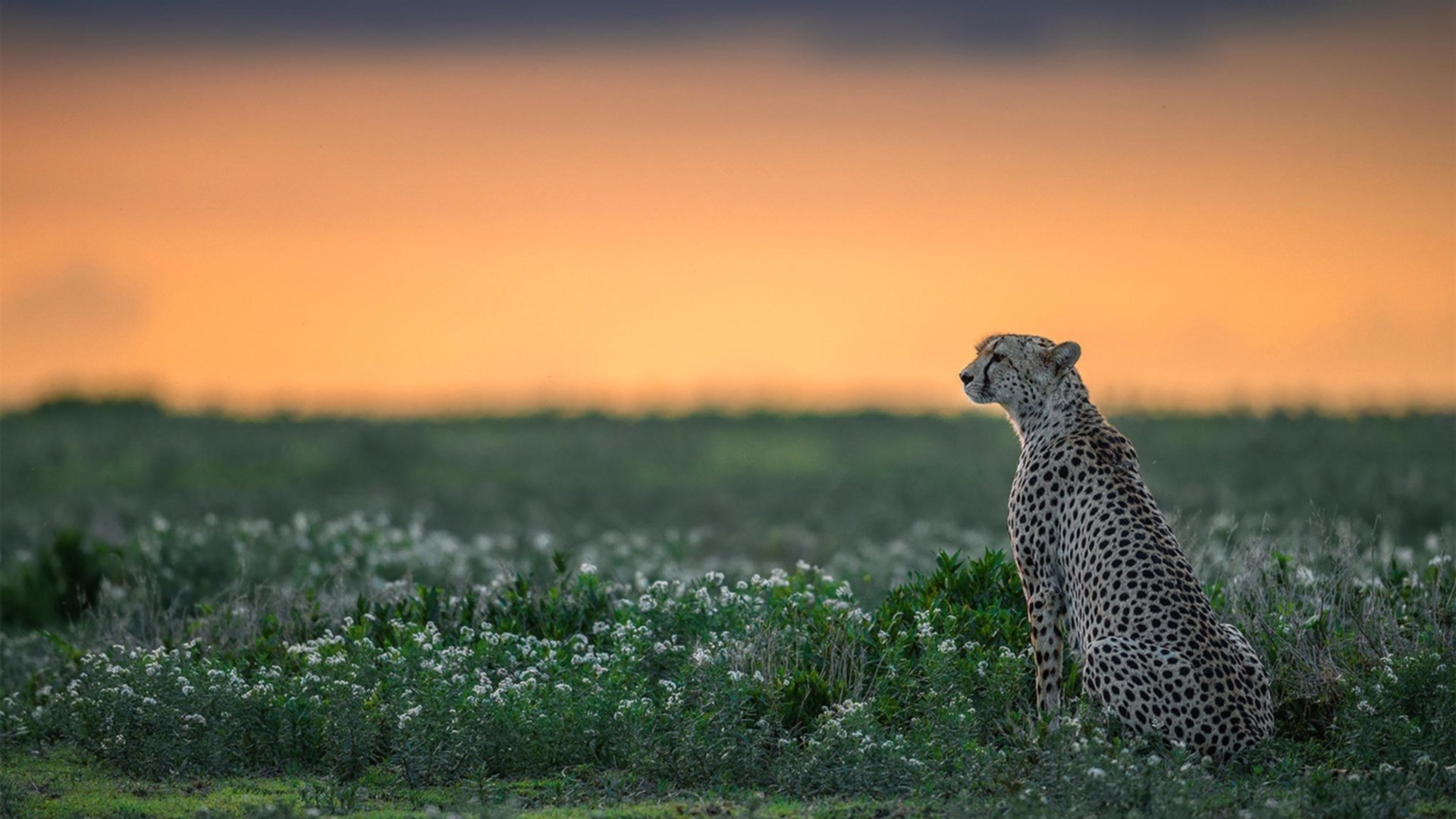 银色闪击,山西队用一场颠覆战术史的比赛,将钢铁洪流变成库里指尖的诗
