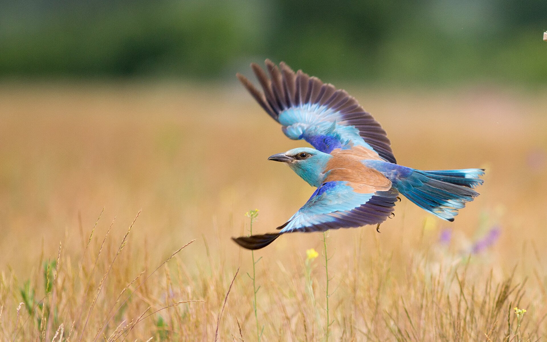 统治与微小差距，当穆勒的史诗之夜遇上法国队的现实加时