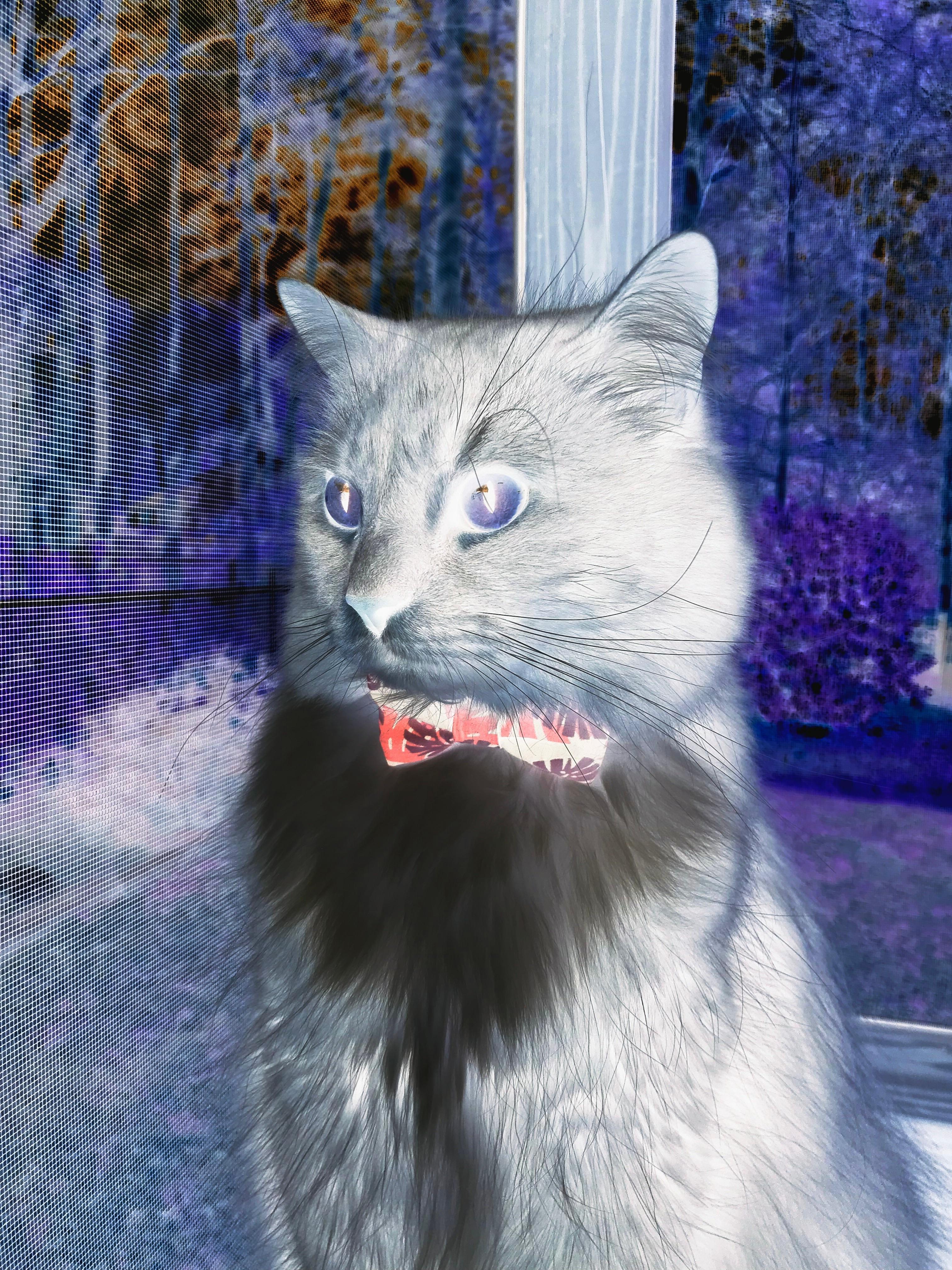 北境咆哮与凤凰涅槃,猛龙逆袭与杜兰特自我救赎的双重奏