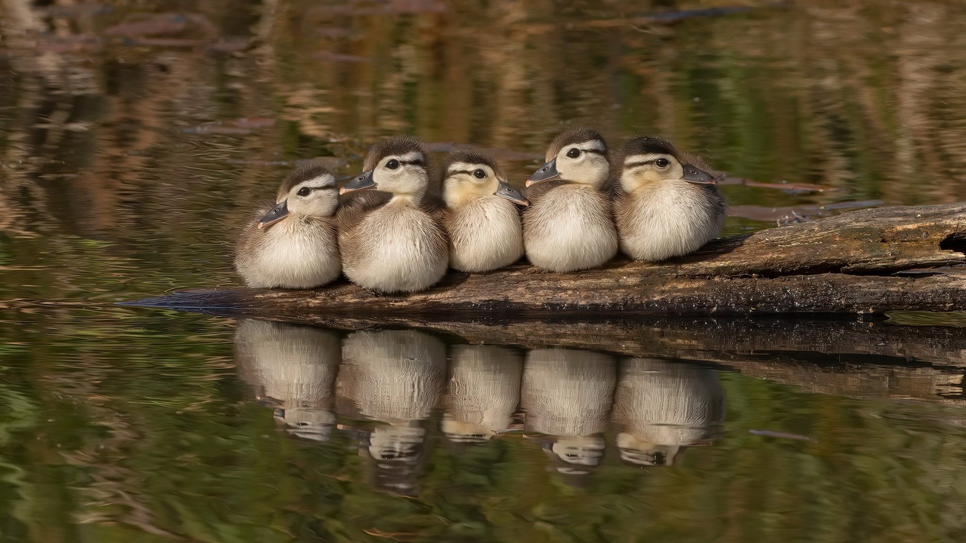 绿茵场上的极速狂飙,迪巴拉上演帽子戏法引擎轰鸣