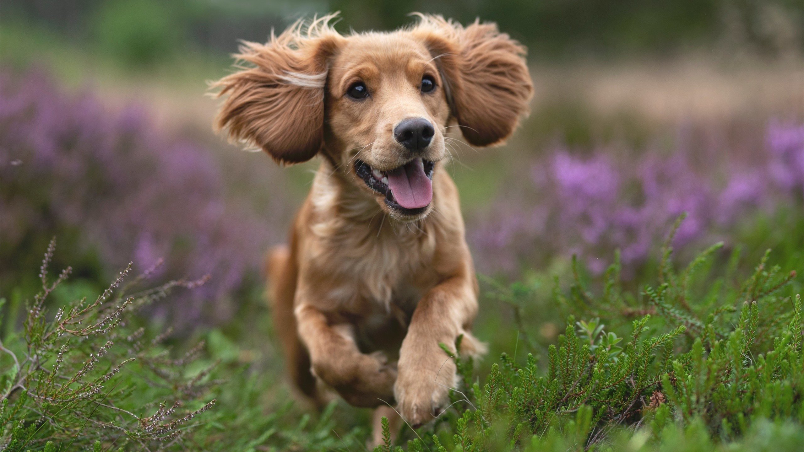 平行宇宙的哨响,当莫德里奇在德甲决战中凝视拉齐奥的加纳之殇