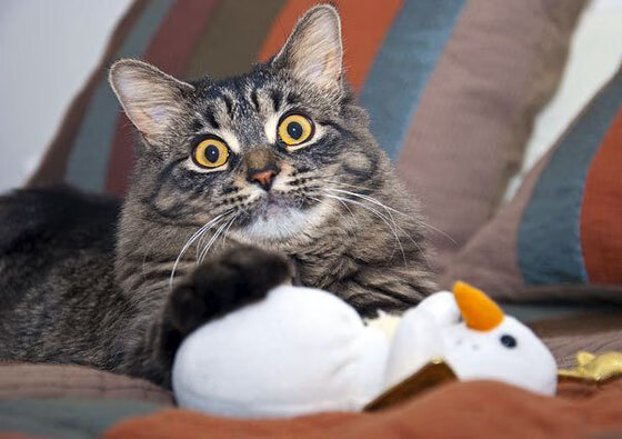 方向盘与绿茵场,当F1决战夜的轰鸣,唤醒绿茵场终极超越