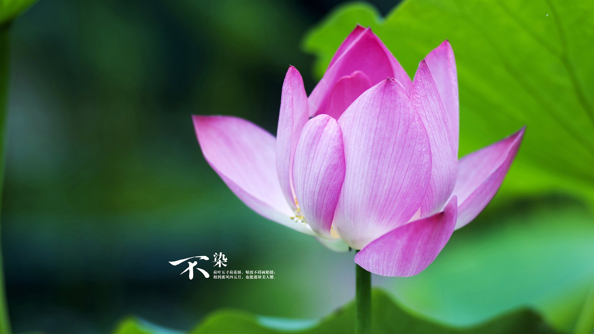 舞台的两种光芒,公牛团队爆发,詹姆斯传奇永恒