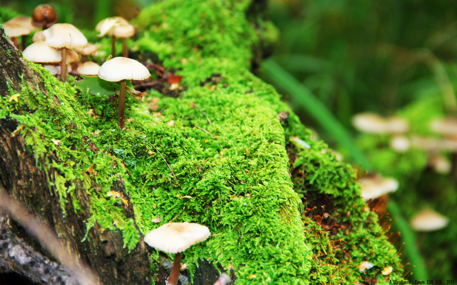 金玟哉,争冠夜雨中的隐形支柱