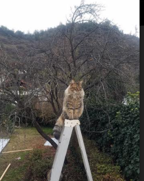 天使降临赛道,迪马利亚跨界点燃F1年度争冠之夜