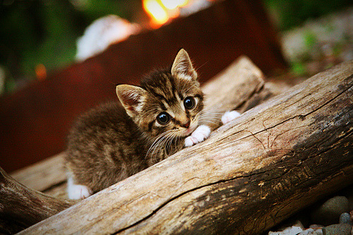 佩德里爆发，阿尔及利亚稳稳拿下丹麦，足球平行宇宙里的同频共振