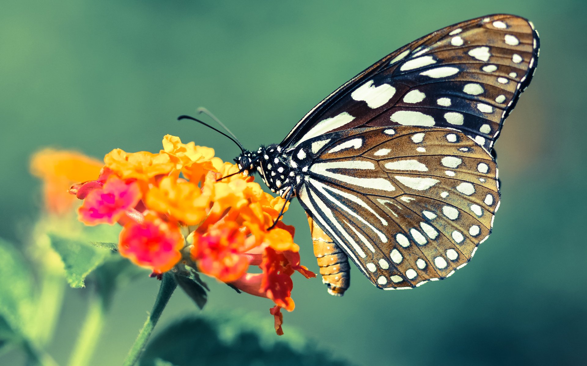 新王登基！杰伦·格林撕碎质疑率76人逆转猛龙