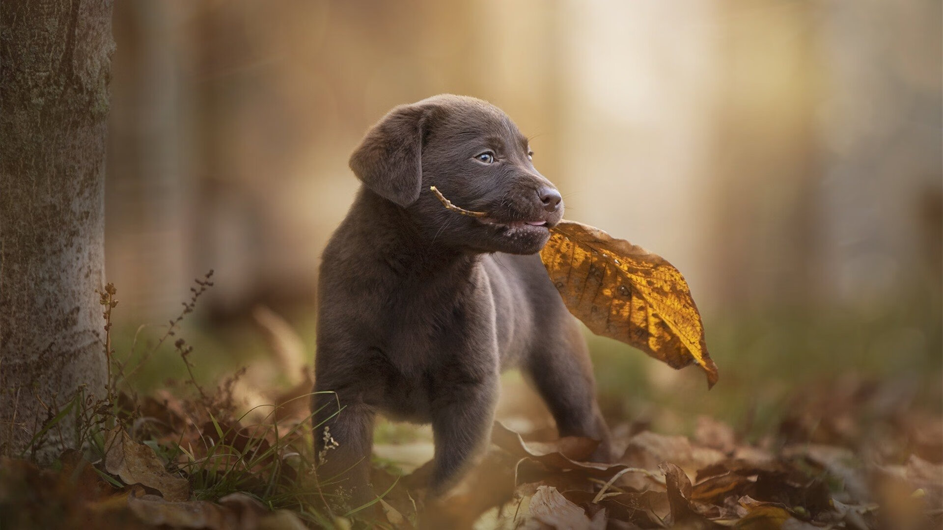 豪取胜利!哈利伯顿化身关键先生,辽宁队客场摧枯拉朽踏平新疆