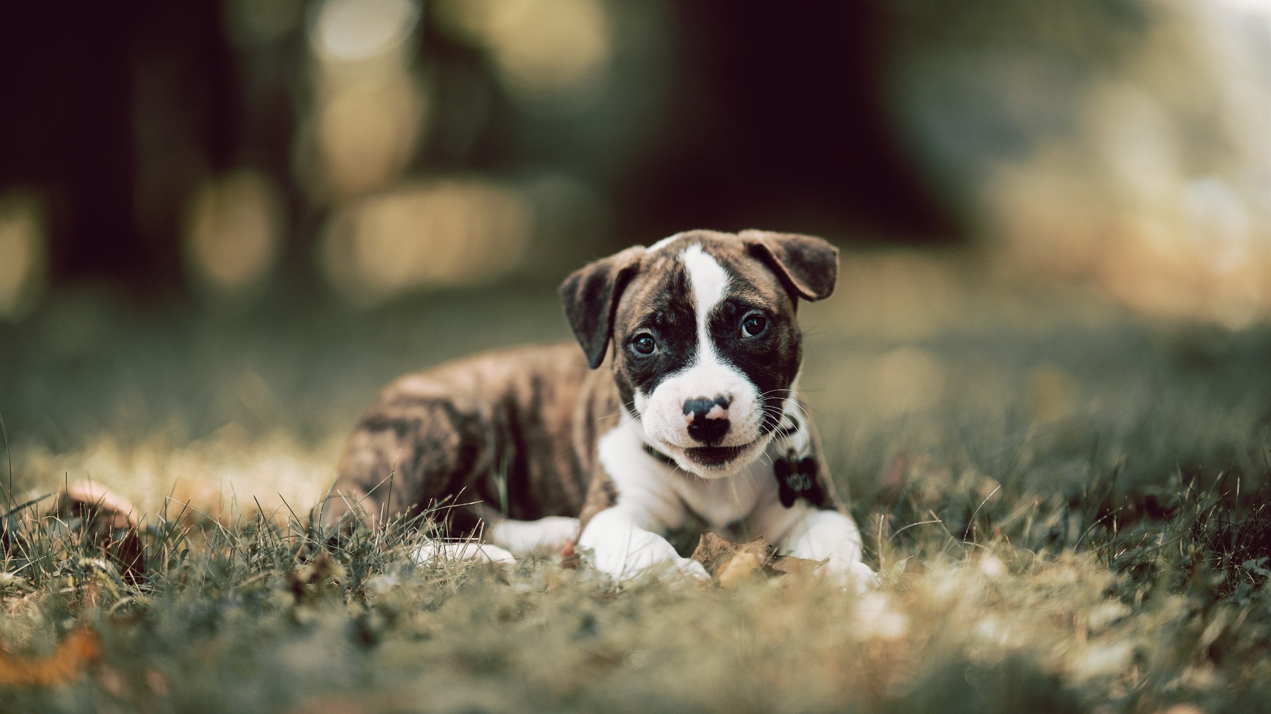 豪取胜利!哈利伯顿化身关键先生,辽宁队客场摧枯拉朽踏平新疆