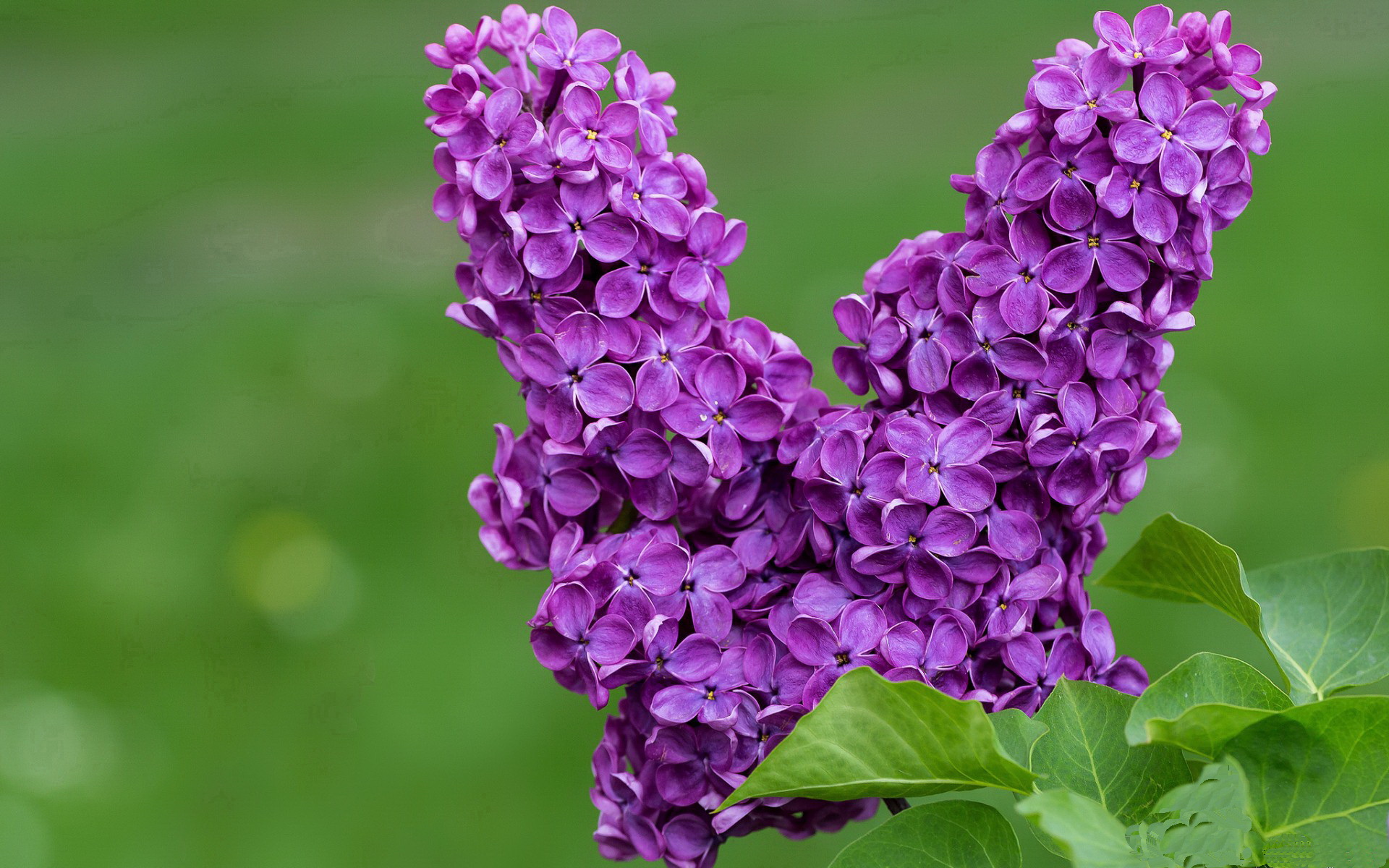 钢铁之躯与蝴蝶之心，当恩比德的统治力遭遇步行者的精密棋局
