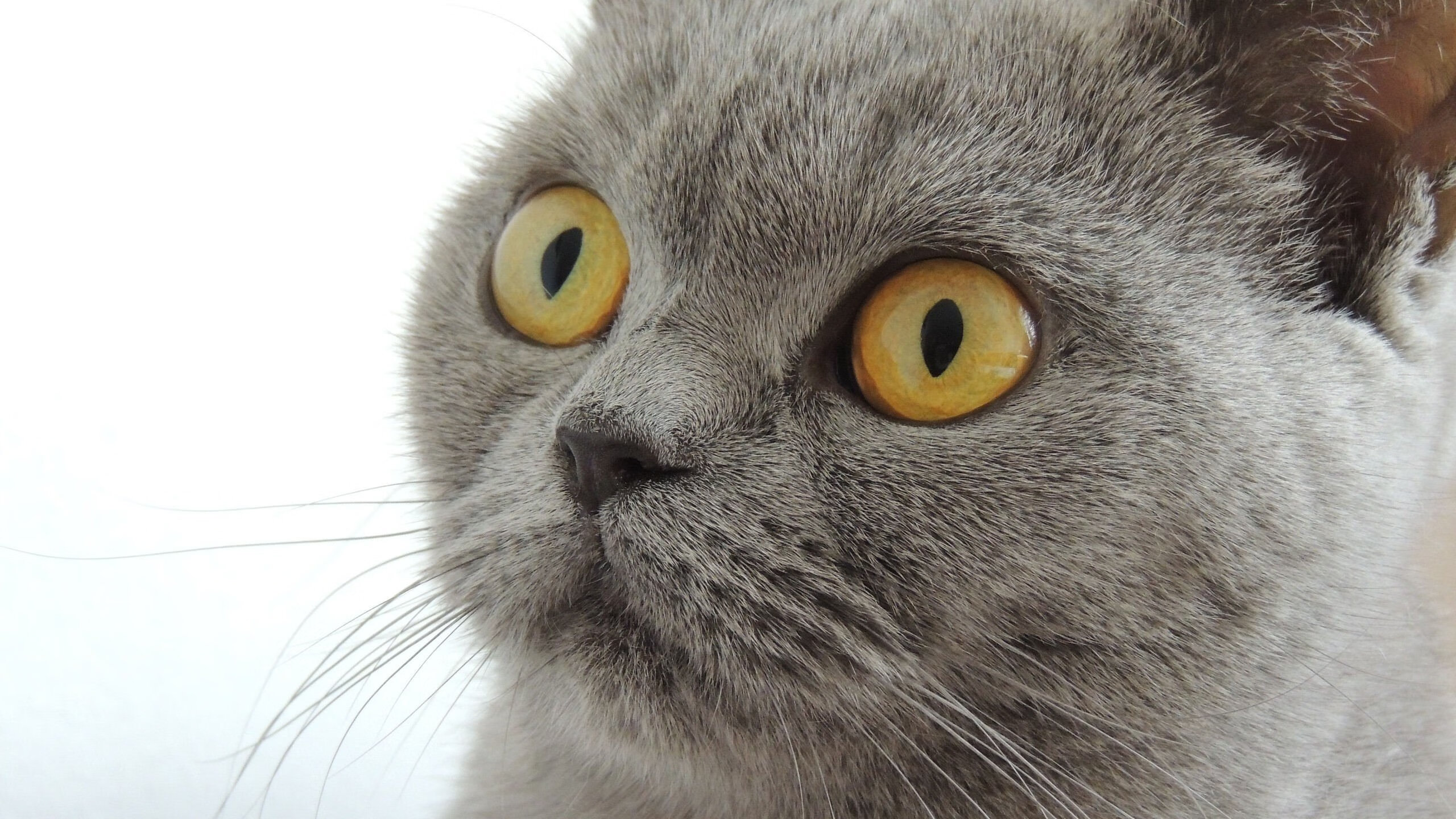 跨界荣耀，马刺生死战逆转雷霆，拉文美加墨世界杯独领风骚