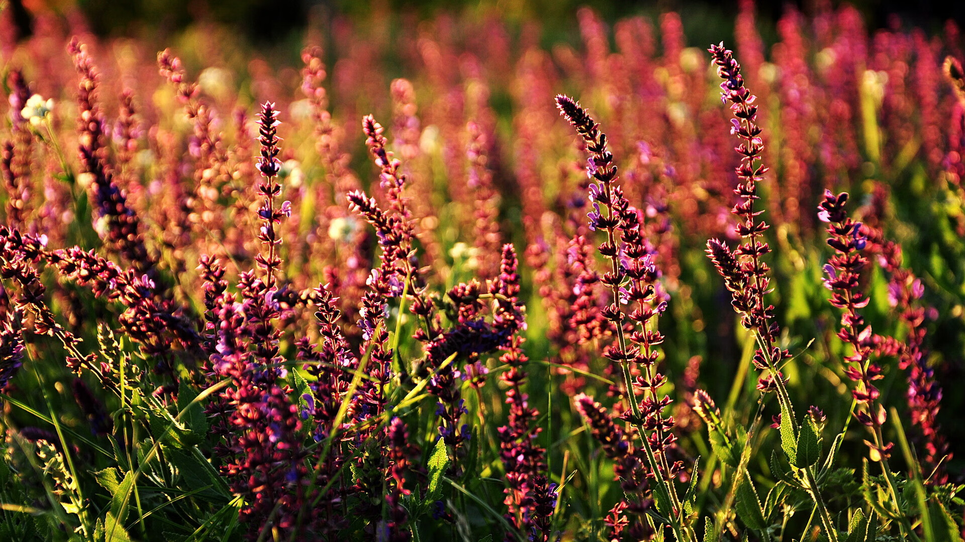 格列兹曼哑火，维尼修斯一剑封喉！皇马险胜芬兰黑马捍卫欧冠希望