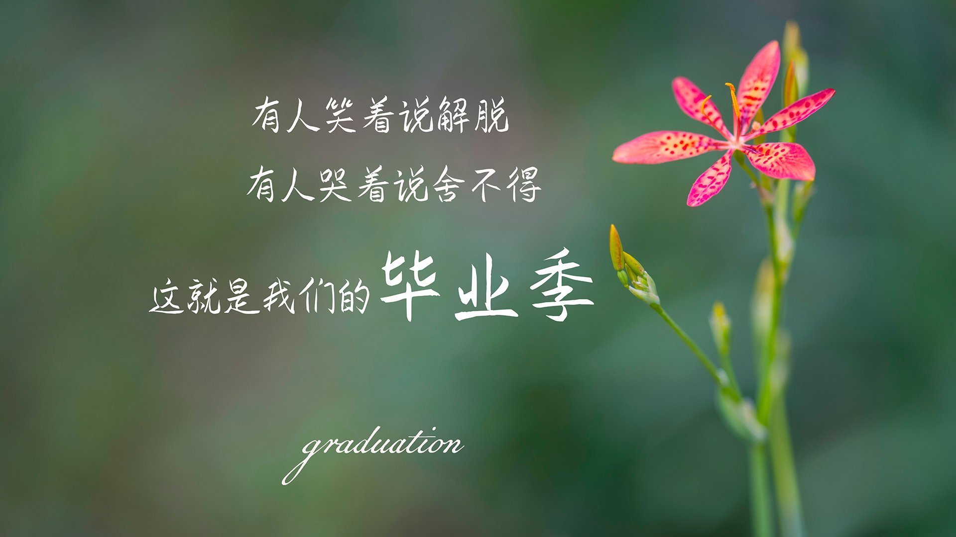 2026世界杯D组,克敌战术的终结—澳大利亚如何用身体革命碾压日本,让布罗佐维奇化身中场暴君