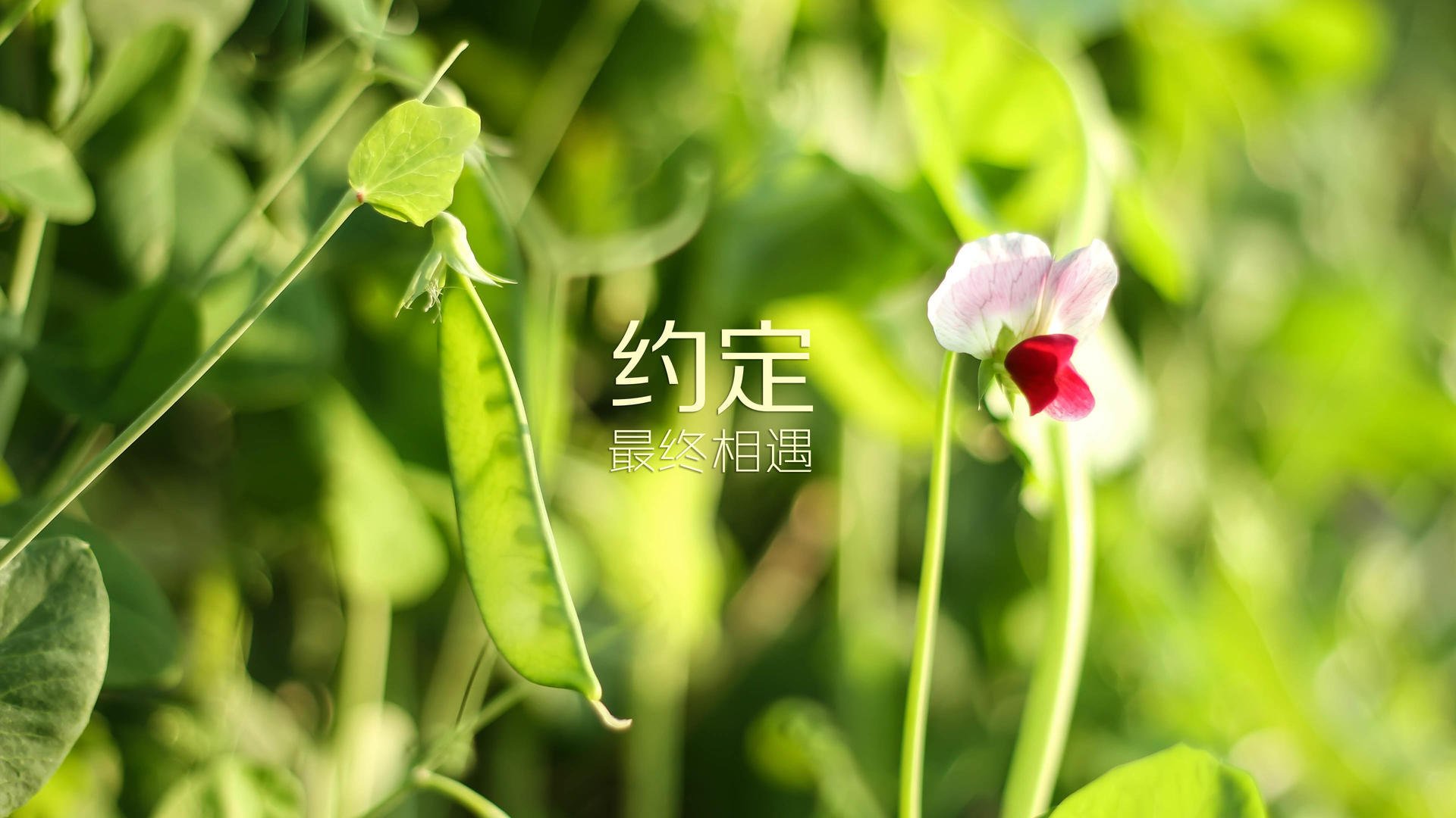 C罗老矣尚能胜？冰岛奇兵制胜，四强绞杀成就世界杯最疯狂E组