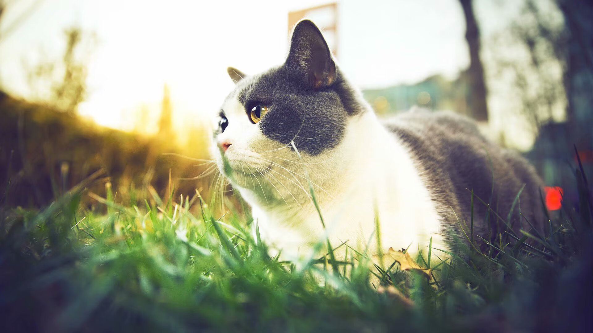 索菲亚之盾崩裂之夜，2026世界杯生死战，保加利亚替补奇兵绝杀澳大利亚，坎塞洛独木难支